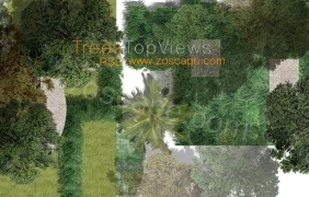 2D trees landscape境外总平面图植物素材PSD下载 by wei990117