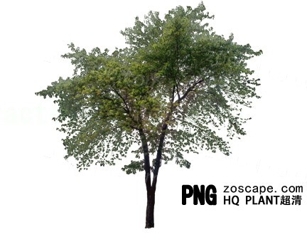 超清国际灰调植物素材下载-ps园林景观建筑效果图后期植物