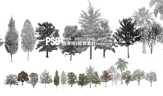 17株乔木植物素材-PSD园林景观树-合集素材下载