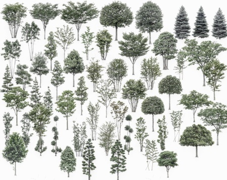 超高清植物立面素材-高清色叶树、绿叶树、竹子立面素材
