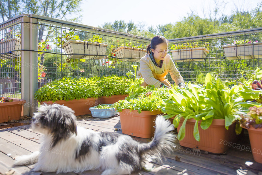 Sustainable Lifestyle Lab  集装箱屋顶花园-菜园