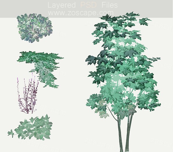 ブッシュ园林植物水彩手绘-PSD日本枯山水乔灌木素材