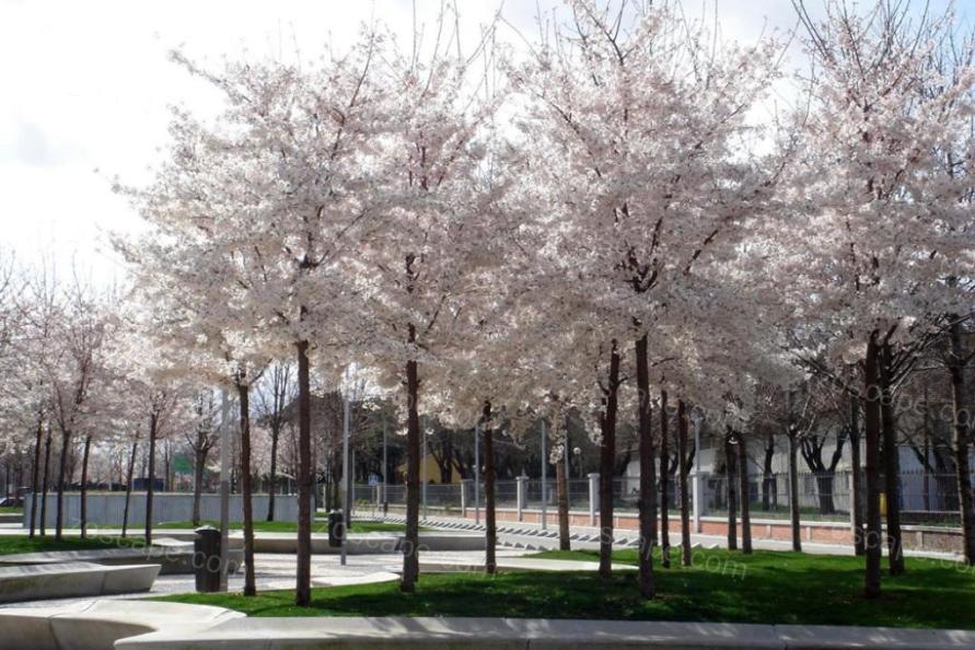 Madrid Rio花瓣主题道路广场景观规划设计