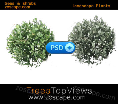 植物图例-景观总平面图-平面图素材-园林景观psd