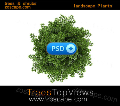 国外园林景观素材-psd平面图植物素材图例
