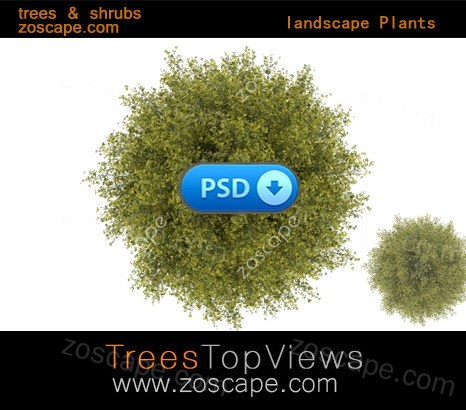 trees & shrubs园林景观平面图植物-高清素材下载