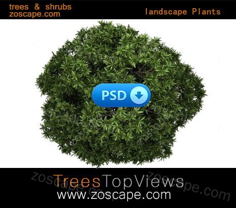 景观平面图psd素材-树木鸟瞰图psd-效果图psd植物