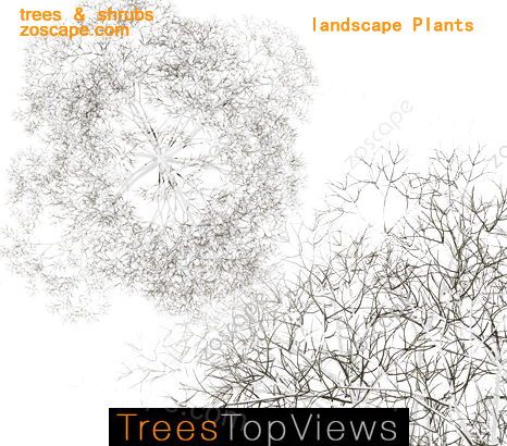 冬天枯树鸟瞰图平面图-国外高清平面图植物素材