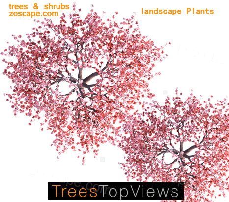 zoscape原创素材-ps树图例-高清平面图鸟瞰图植物