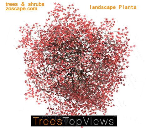 园林平面图树PSD-植物图例-平面图鸟瞰图树-ps树