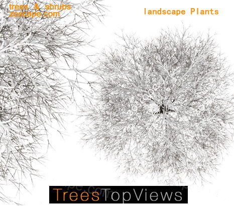 概念树图例-冬景树-ps树素材-高清平面图鸟瞰图素材