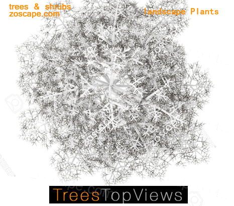 冬天乔木灌木树图例-概念风景观平面图素材psd