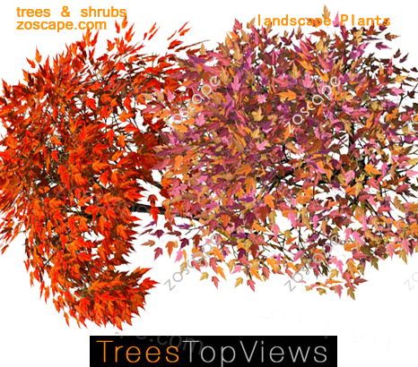 psd色叶树平面图素材-红枫鸡爪槭平面图植物下载