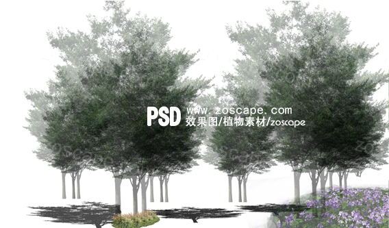 一组乔木树下载-SU-PS效果图配景植物素材