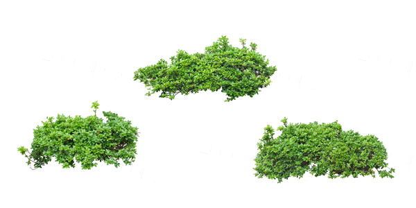 一组低矮灌木绿篱灌木贴图下载-园林景观效果图素材