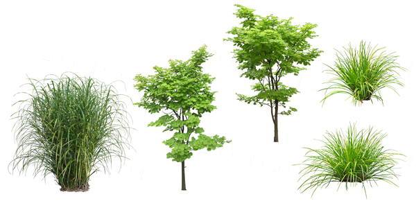 高清效果图后期植物素材-灌木草和树下载