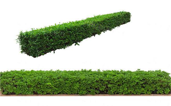 园林景观效果图必备素材-高分辨率PSD绿篱灌木贴图