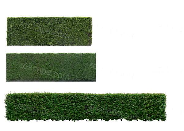 超清效果图后期素材-绿篱灌木贴图下载