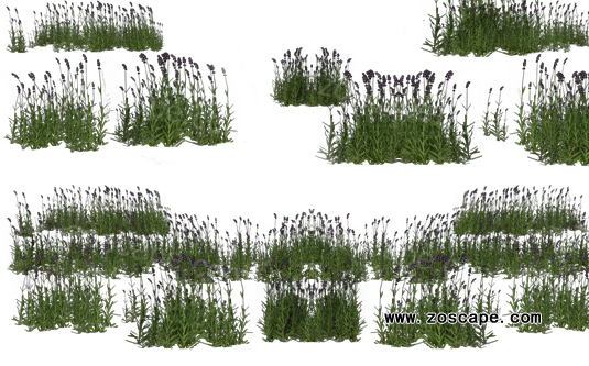 草灌木贴图素材下载-园林建筑景观效果图植物素材