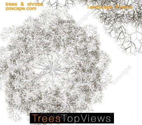 winter trees 国外高清平面图植物素材