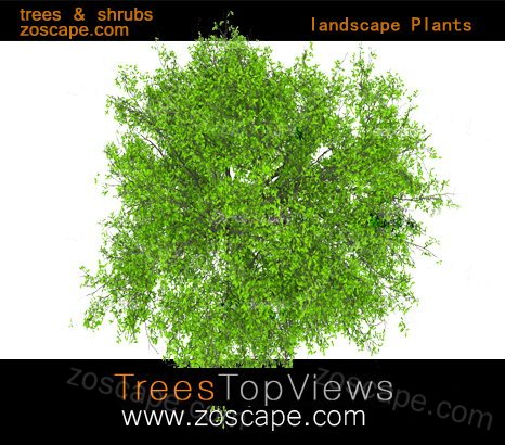 psd园林景观高清植物素材-psd景观彩色总图
