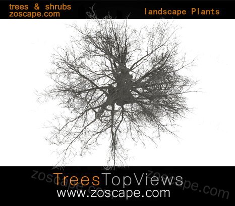 建筑园林景观平面图概念风植物素材-落叶树枯树素材
